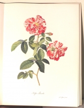 Zauber der Rose 02/24